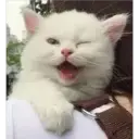 Expresiones de Animales 20