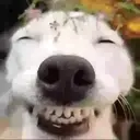 Expresiones de Animales 21