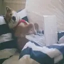 Expresiones de Animales 22