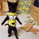 Jo Mama 5