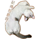 Oreo the cat 2