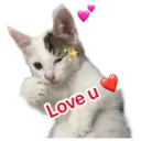 Oreo the cat 8