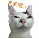 Oreo the cat 20