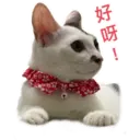 Oreo the cat 18