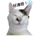 Oreo the cat 28