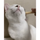 Oreo the cat 13