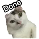 Oreo the cat 10