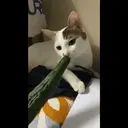 Oreo the cat 24