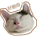 Oreo the cat 27