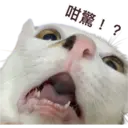 Oreo the cat 4