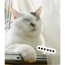 Oreo the cat 19