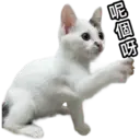 Oreo the cat 11