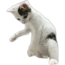 Oreo the cat 21