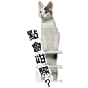 Oreo the cat 5