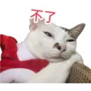 Oreo the cat 9