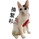 Oreo the cat 23