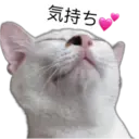 Oreo the cat 7