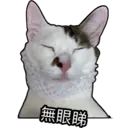Oreo the cat 26