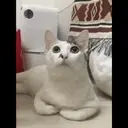 Oreo the cat 22