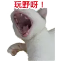 Oreo the cat 25