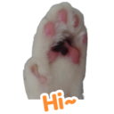 Oreo the cat 12