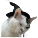 Oreo the cat 30