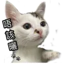 Oreo the cat 14