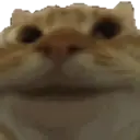 pepe + cat stickers 10