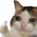 pepe + cat stickers 7