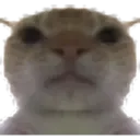 pepe + cat stickers 3