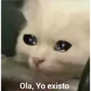 Gatitos 3 13