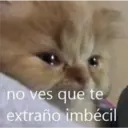 Gatitos 3 22
