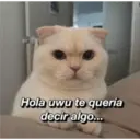 Gatitos 3 10