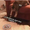 Gatitos 3 12