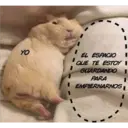 Gatitos 3 4