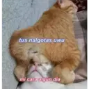 Gatitos 3 14