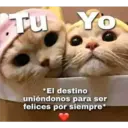Gatitos 3 11