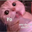 Gatitos 3 26