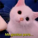 Gatitos 3 21
