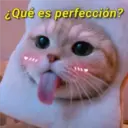 Gatitos 3 16
