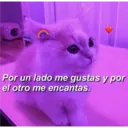 Gatitos 3 15