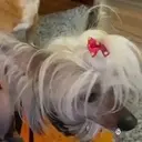 Рождественский олень 4