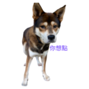 31 Dogs1 14