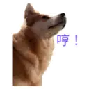31 Dogs1 20