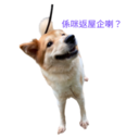 31 Dogs1 27