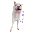 31 Dogs1 30