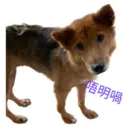31 Dogs1 13
