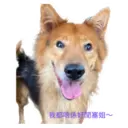 31 Dogs1 6