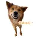 31 Dogs1 22