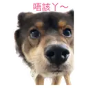 31 Dogs1 29